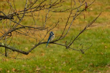 Bu şeftali ağacına tünemiş bir kuşun güzel bir görüntüsü. Sonbahar mevsimi nedeniyle yapraksız uzuvlar. Bu parlak mavi karga çevreden görünüyor..