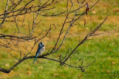 Bu şeftali ağacına tünemiş bir kuşun güzel bir görüntüsü. Sonbahar mevsimi nedeniyle yapraksız uzuvlar. Bu parlak mavi karga çevreden görünüyor..