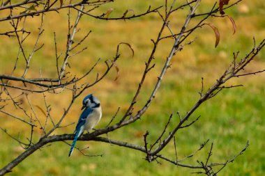 Bu şeftali ağacına tünemiş bir kuşun güzel bir görüntüsü. Sonbahar mevsimi nedeniyle yapraksız uzuvlar. Bu parlak mavi karga çevreden görünüyor..