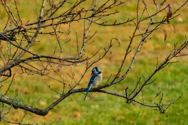 Bu şeftali ağacına tünemiş bir kuşun güzel bir görüntüsü. Sonbahar mevsimi nedeniyle yapraksız uzuvlar. Bu parlak mavi karga çevreden görünüyor..
