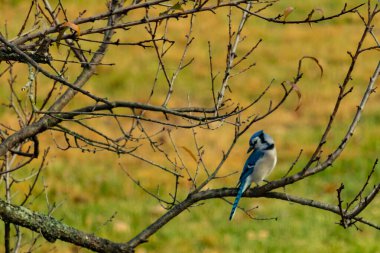 Bu şeftali ağacına tünemiş bir kuşun güzel bir görüntüsü. Sonbahar mevsimi nedeniyle yapraksız uzuvlar. Bu parlak mavi karga çevreden görünüyor..