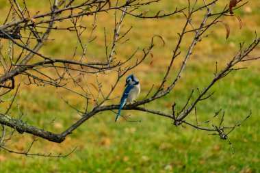 Bu şeftali ağacına tünemiş bir kuşun güzel bir görüntüsü. Sonbahar mevsimi nedeniyle yapraksız uzuvlar. Bu parlak mavi karga çevreden görünüyor..