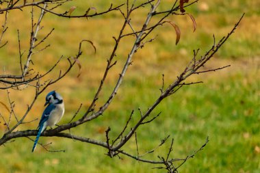 Bu şeftali ağacına tünemiş bir kuşun güzel bir görüntüsü. Sonbahar mevsimi nedeniyle yapraksız uzuvlar. Bu parlak mavi karga çevreden görünüyor..