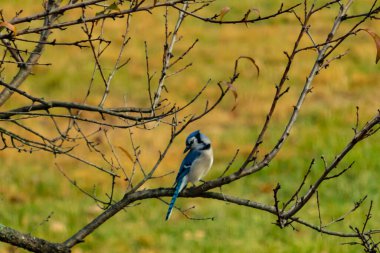 Bu şeftali ağacına tünemiş bir kuşun güzel bir görüntüsü. Sonbahar mevsimi nedeniyle yapraksız uzuvlar. Bu parlak mavi karga çevreden görünüyor..