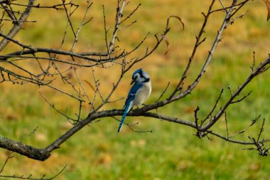 Bu şeftali ağacına tünemiş bir kuşun güzel bir görüntüsü. Sonbahar mevsimi nedeniyle yapraksız uzuvlar. Bu parlak mavi karga çevreden görünüyor..