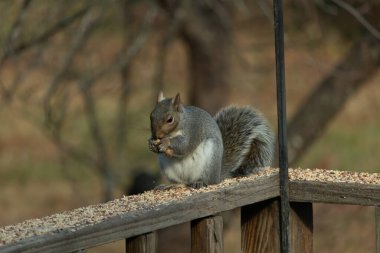 Kahverengi ahşap korkuluktaki sevimli gri sincap. Küçük eller yiyecekleri ağızlarına almak için yukarı itildi. Bu kemirgen her yerde kuş yemi. Büyük kulaklar kuyruğunu kıstırıp yukarı ittiler..