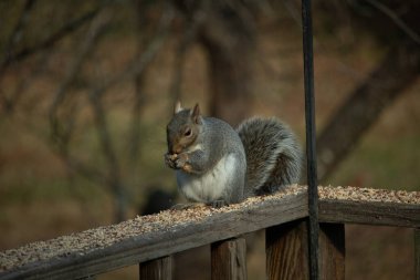 Kahverengi ahşap korkuluktaki sevimli gri sincap. Küçük eller yiyecekleri ağızlarına almak için yukarı itildi. Bu kemirgen her yerde kuş yemi. Büyük kulaklar kuyruğunu kıstırıp yukarı ittiler..