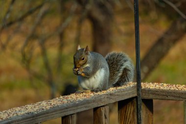 Kahverengi ahşap korkuluktaki sevimli gri sincap. Küçük eller yiyecekleri ağızlarına almak için yukarı itildi. Bu kemirgen her yerde kuş yemi. Büyük kulaklar kuyruğunu kıstırıp yukarı ittiler..