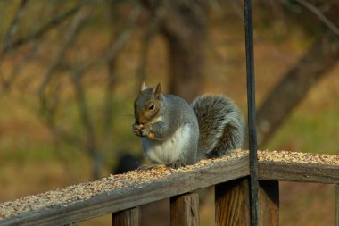Kahverengi ahşap korkuluktaki sevimli gri sincap. Küçük eller yiyecekleri ağızlarına almak için yukarı itildi. Bu kemirgen her yerde kuş yemi. Büyük kulaklar kuyruğunu kıstırıp yukarı ittiler..