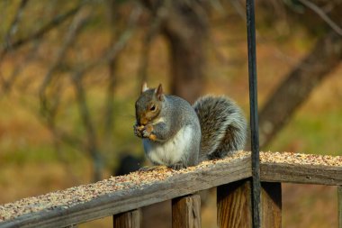 Kahverengi ahşap korkuluktaki sevimli gri sincap. Küçük eller yiyecekleri ağızlarına almak için yukarı itildi. Bu kemirgen her yerde kuş yemi. Büyük kulaklar kuyruğunu kıstırıp yukarı ittiler..