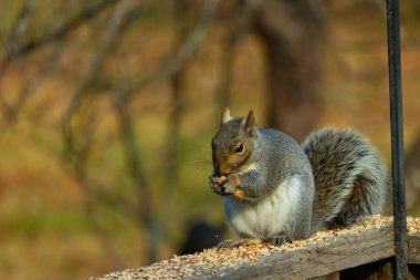 Kahverengi ahşap korkuluktaki sevimli gri sincap. Küçük eller yiyecekleri ağızlarına almak için yukarı itildi. Bu kemirgen her yerde kuş yemi. Büyük kulaklar kuyruğunu kıstırıp yukarı ittiler..