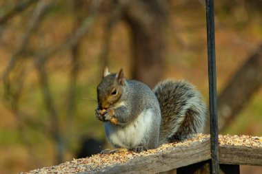 Kahverengi ahşap korkuluktaki sevimli gri sincap. Küçük eller yiyecekleri ağızlarına almak için yukarı itildi. Bu kemirgen her yerde kuş yemi. Büyük kulaklar kuyruğunu kıstırıp yukarı ittiler..