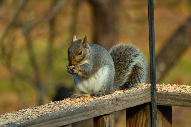 Kahverengi ahşap korkuluktaki sevimli gri sincap. Küçük eller yiyecekleri ağızlarına almak için yukarı itildi. Bu kemirgen her yerde kuş yemi. Büyük kulaklar kuyruğunu kıstırıp yukarı ittiler..