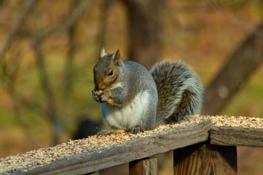 Kahverengi ahşap korkuluktaki sevimli gri sincap. Küçük eller yiyecekleri ağızlarına almak için yukarı itildi. Bu kemirgen her yerde kuş yemi. Büyük kulaklar kuyruğunu kıstırıp yukarı ittiler..