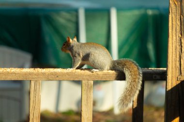 Bu sevimli gri sincap kahverengi ahşap korkulukta yiyecek topluyor. Büyük kemirgen kuş yemi ile dışarıda. Uzun tüylü kuyruk denge için ve büyük kulaklar dinlemek için..