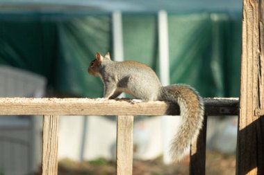Bu sevimli gri sincap kahverengi ahşap korkulukta yiyecek topluyor. Büyük kemirgen kuş yemi ile dışarıda. Uzun tüylü kuyruk denge için ve büyük kulaklar dinlemek için..
