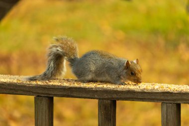 Bu sevimli gri sincap kahverengi ahşap korkulukta yiyecek topluyor. Büyük kemirgen kuş yemi ile dışarıda. Uzun tüylü kuyruk denge için ve büyük kulaklar dinlemek için..