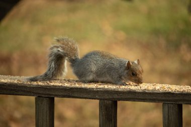 Bu sevimli gri sincap kahverengi ahşap korkulukta yiyecek topluyor. Büyük kemirgen kuş yemi ile dışarıda. Uzun tüylü kuyruk denge için ve büyük kulaklar dinlemek için..