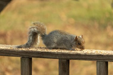 Bu sevimli gri sincap kahverengi ahşap korkulukta yiyecek topluyor. Büyük kemirgen kuş yemi ile dışarıda. Uzun tüylü kuyruk denge için ve büyük kulaklar dinlemek için..