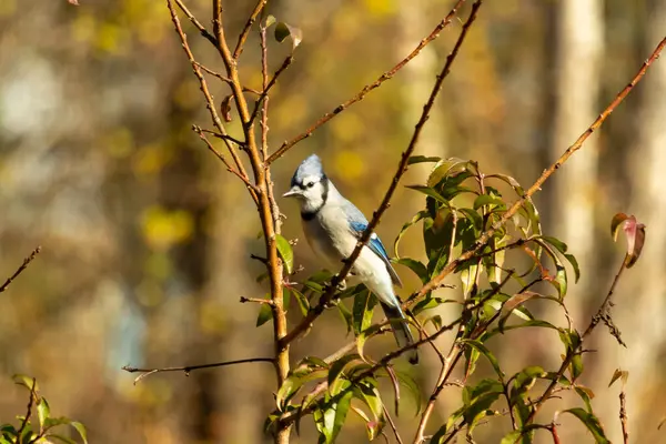 Bu güzel kuş, bu fotoğraf çekildiği sırada şeftali ağacına tünemiş. Üzerinde bulunduğu kahverengi uzuvlardan sarkan güzel renkli tüyleri. Mavi jays küçük mohawk dimdik ayakta.