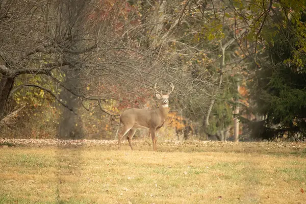 Resim çekildiğinde bu güzel geyik avluda duruyordu. Bu erkek geyik, büyük boynuzlarını göstererek çimenlerde yiyecek arıyor. Etrafında sonbahar yeşillikleri var..