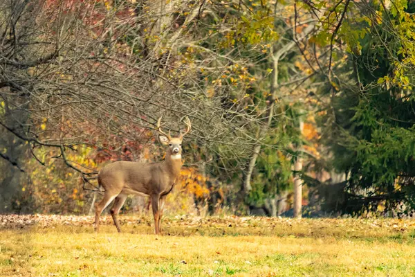 Resim çekildiğinde bu güzel geyik avluda duruyordu. Bu erkek geyik, büyük boynuzlarını göstererek çimenlerde yiyecek arıyor. Etrafında sonbahar yeşillikleri var..