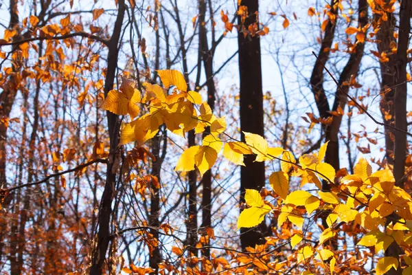 Bu, sonbahar mevsimi nedeniyle ağaçların üzerinde kahverengileşen yaprakların güzel bir görüntüsü. Sonbahar yaprakları mevsimleri değiştirmek için çok güzel renkler yapıyor..
