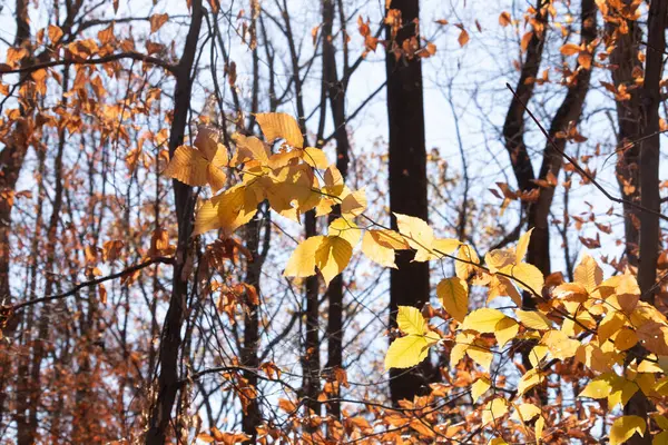 Bu, sonbahar mevsimi nedeniyle ağaçların üzerinde kahverengileşen yaprakların güzel bir görüntüsü. Sonbahar yaprakları mevsimleri değiştirmek için çok güzel renkler yapıyor..