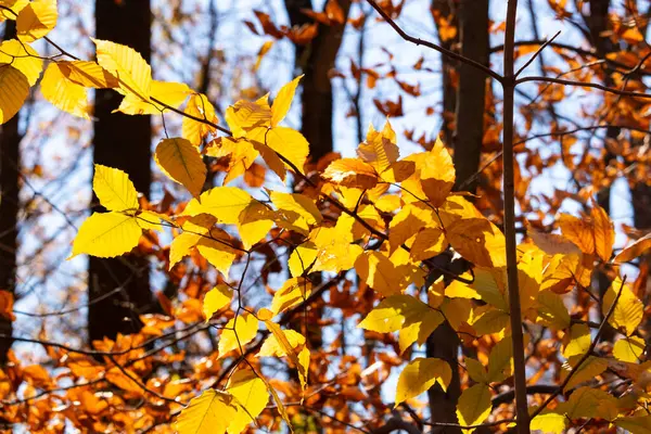 Bu, sonbahar mevsimi nedeniyle ağaçların üzerinde kahverengileşen yaprakların güzel bir görüntüsü. Sonbahar yaprakları mevsimleri değiştirmek için çok güzel renkler yapıyor..