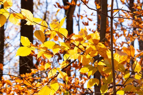 Bu, sonbahar mevsimi nedeniyle ağaçların üzerinde kahverengileşen yaprakların güzel bir görüntüsü. Sonbahar yaprakları mevsimleri değiştirmek için çok güzel renkler yapıyor..