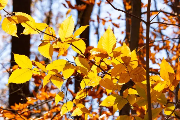 Bu, sonbahar mevsimi nedeniyle ağaçların üzerinde kahverengileşen yaprakların güzel bir görüntüsü. Sonbahar yaprakları mevsimleri değiştirmek için çok güzel renkler yapıyor..