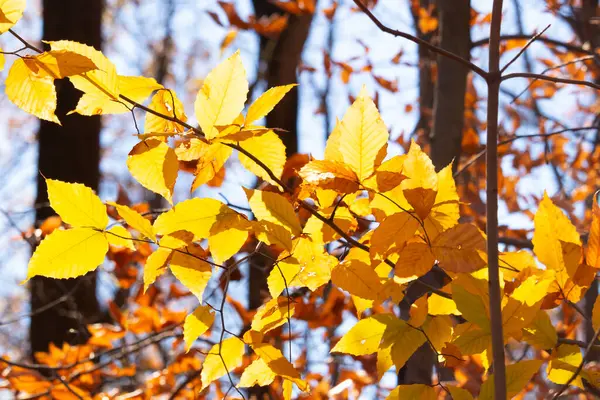 Bu, sonbahar mevsimi nedeniyle ağaçların üzerinde kahverengileşen yaprakların güzel bir görüntüsü. Sonbahar yaprakları mevsimleri değiştirmek için çok güzel renkler yapıyor..