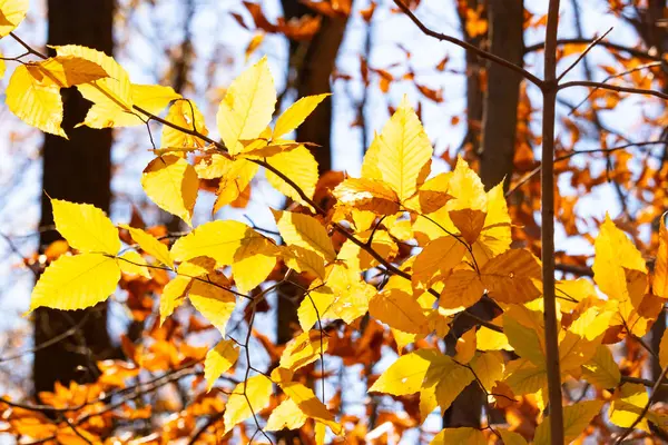 Bu, sonbahar mevsimi nedeniyle ağaçların üzerinde kahverengileşen yaprakların güzel bir görüntüsü. Sonbahar yaprakları mevsimleri değiştirmek için çok güzel renkler yapıyor..