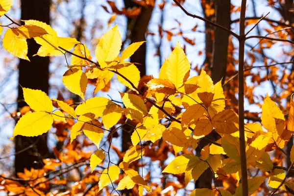 Bu, sonbahar mevsimi nedeniyle ağaçların üzerinde kahverengileşen yaprakların güzel bir görüntüsü. Sonbahar yaprakları mevsimleri değiştirmek için çok güzel renkler yapıyor..