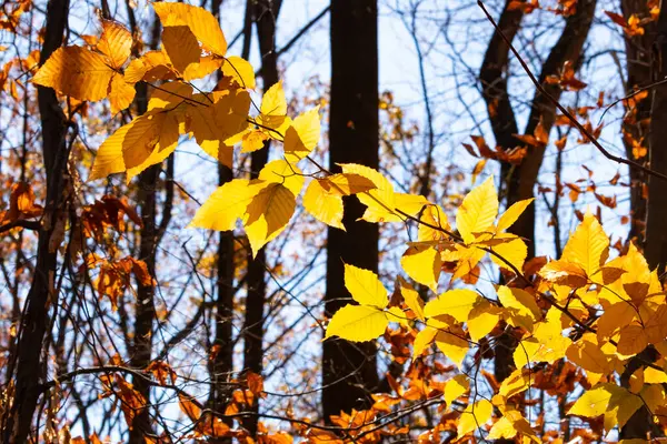 Bu, sonbahar mevsimi nedeniyle ağaçların üzerinde kahverengileşen yaprakların güzel bir görüntüsü. Sonbahar yaprakları mevsimleri değiştirmek için çok güzel renkler yapıyor..