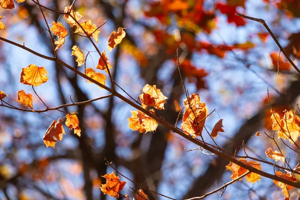 Bu, sonbahar mevsimi nedeniyle ağaçların üzerinde kahverengileşen yaprakların güzel bir görüntüsü. Sonbahar yaprakları mevsimleri değiştirmek için çok güzel renkler yapıyor..
