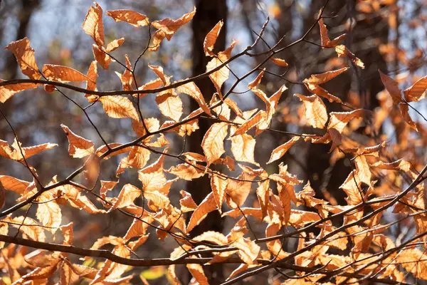 Bu, sonbahar mevsimi nedeniyle ağaçların üzerinde kahverengileşen yaprakların güzel bir görüntüsü. Sonbahar yaprakları mevsimleri değiştirmek için çok güzel renkler yapıyor..