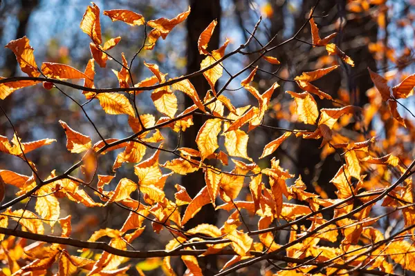Bu, sonbahar mevsimi nedeniyle ağaçların üzerinde kahverengileşen yaprakların güzel bir görüntüsü. Sonbahar yaprakları mevsimleri değiştirmek için çok güzel renkler yapıyor..