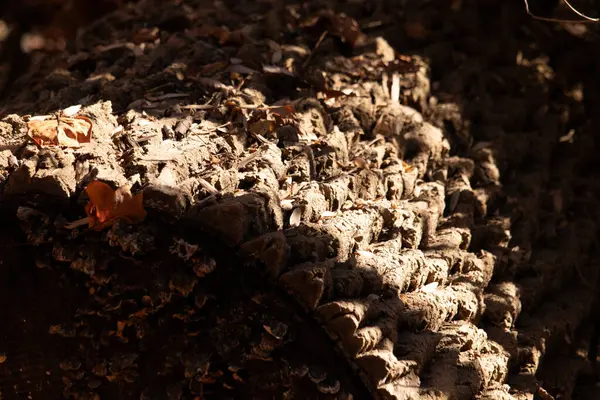 Yosun ve liken ipuçları içeren desenli ağaç kabuğuna yakın çekim. Topraksı kahverengiler ve griler doğal, organik bir desen oluşturur. Orman ayrıntıları.