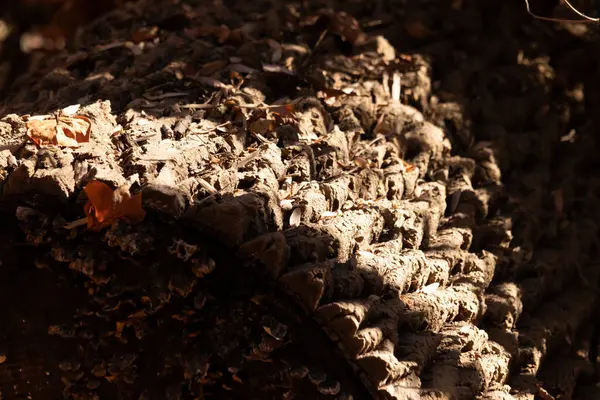 Yosun ve liken ipuçları içeren desenli ağaç kabuğuna yakın çekim. Topraksı kahverengiler ve griler doğal, organik bir desen oluşturur. Orman ayrıntıları.