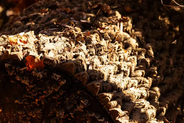 Yosun ve liken ipuçları içeren desenli ağaç kabuğuna yakın çekim. Topraksı kahverengiler ve griler doğal, organik bir desen oluşturur. Orman ayrıntıları.