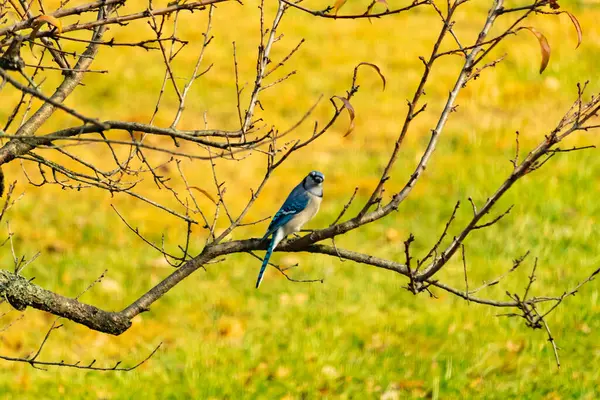 Bu şeftali ağacına tünemiş bir kuşun güzel bir görüntüsü. Sonbahar mevsimi nedeniyle yapraksız uzuvlar. Bu parlak mavi karga çevreden görünüyor..