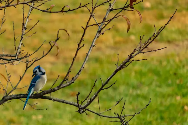 Bu şeftali ağacına tünemiş bir kuşun güzel bir görüntüsü. Sonbahar mevsimi nedeniyle yapraksız uzuvlar. Bu parlak mavi karga çevreden görünüyor..