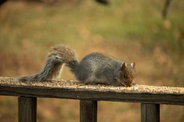 Bu sevimli gri sincap kahverengi ahşap korkulukta yiyecek topluyor. Büyük kemirgen kuş yemi ile dışarıda. Uzun tüylü kuyruk denge için ve büyük kulaklar dinlemek için..