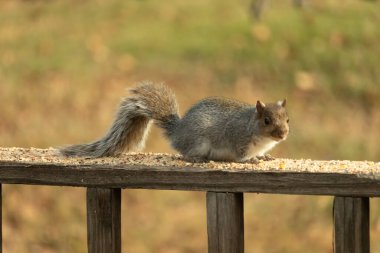 Bu sevimli gri sincap kahverengi ahşap korkulukta yiyecek topluyor. Büyük kemirgen kuş yemi ile dışarıda. Uzun tüylü kuyruk denge için ve büyük kulaklar dinlemek için..
