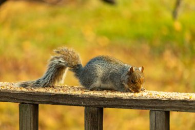 Bu sevimli gri sincap kahverengi ahşap korkulukta yiyecek topluyor. Büyük kemirgen kuş yemi ile dışarıda. Uzun tüylü kuyruk denge için ve büyük kulaklar dinlemek için..