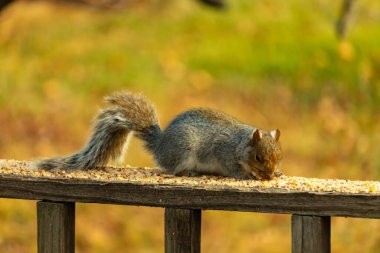 Bu sevimli gri sincap kahverengi ahşap korkulukta yiyecek topluyor. Büyük kemirgen kuş yemi ile dışarıda. Uzun tüylü kuyruk denge için ve büyük kulaklar dinlemek için..
