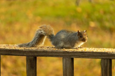 Bu sevimli gri sincap kahverengi ahşap korkulukta yiyecek topluyor. Büyük kemirgen kuş yemi ile dışarıda. Uzun tüylü kuyruk denge için ve büyük kulaklar dinlemek için..