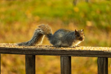Bu sevimli gri sincap kahverengi ahşap korkulukta yiyecek topluyor. Büyük kemirgen kuş yemi ile dışarıda. Uzun tüylü kuyruk denge için ve büyük kulaklar dinlemek için..