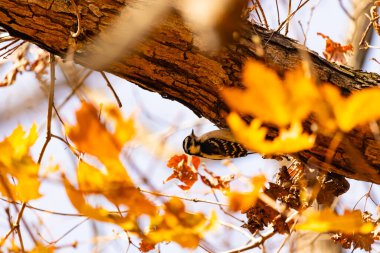 Bu sevimli küçük kuş fotoğraf çekildiğinde ağaca tutunuyordu. Siyah ve beyaz ağaçkakan böcek arıyormuş. Sonbahar mevsimi nedeniyle etraftaki yapraklar kahverengi ve sarıdır..